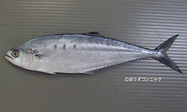 ミナミイケカツオの形態写真
