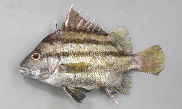 シマセトダイ | 魚類 | 市場魚貝類図鑑
