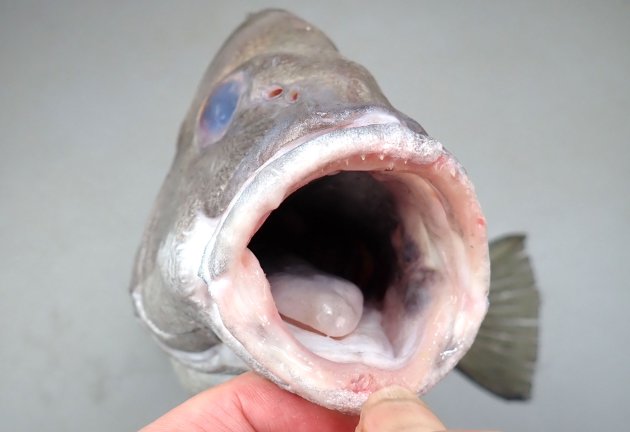 シマセトダイ | 魚類 | 市場魚貝類図鑑
