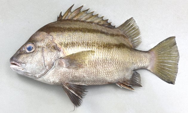シマ鯛 シマセトダイ | 魚類 | 市場魚貝類図鑑