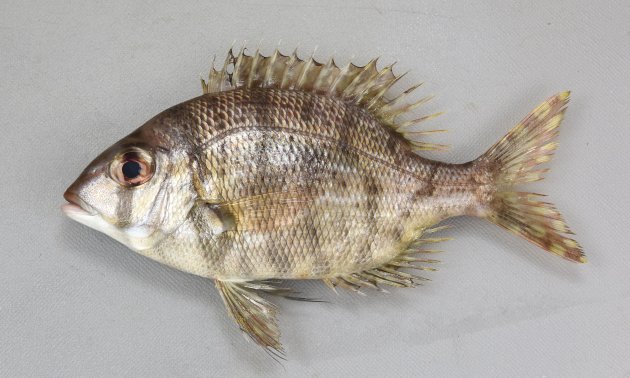 30cm SL 前後になる。体高がとても高く体長は体高の2.2倍以下で、側扁する。幼魚、小型には身体を横に走る黒い帯が目にも通るが成魚では縞模様が消える。目は極端に大きくない。口は下方に伸び、頬に鱗があるが斑紋はない。Trac（側線から背鰭までの鱗の数）は小さいものも含めて５つ。下顎の歯は犬歯状。［15cm SL ・114g］