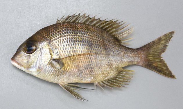 30cm SL 前後になる。体高がとても高く体長は体高の2.2倍以下で、側扁する。幼魚、小型には身体を横に走る黒い帯が目にも通るが成魚では縞模様が消える。目は極端に大きくない。口は下方に伸び、頬に鱗があるが斑紋はない。Trac（側線から背鰭までの鱗の数）は小さいものも含めて５つ。下顎の歯は犬歯状。［21cm SL ・313g］
