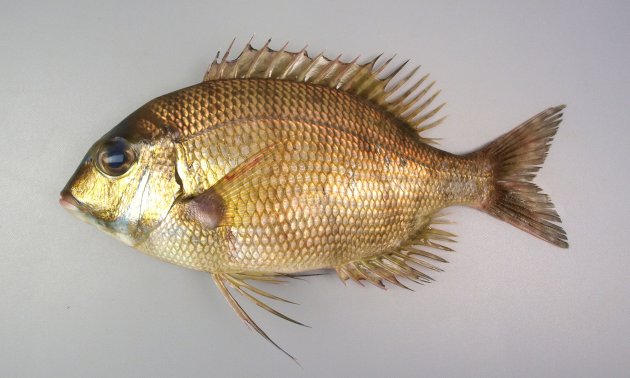 30cm SL 前後になる。体高がとても高く体長は体高の2.2倍以下で、側扁する。幼魚、小型には身体を横に走る黒い帯が目にも通るが成魚では縞模様が消える。目は極端に大きくない。口は下方に伸び、頬に鱗があるが斑紋はない。Trac（側線から背鰭までの鱗の数）は小さいものも含めて５つ。下顎の歯は犬歯状。［金色に発色した個体］