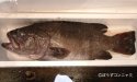 ニュージーランドバスのサムネイル写真