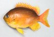コガネスズメダイのサムネイル写真