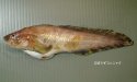 ビクニンのサムネイル写真