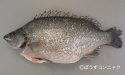 ジェイドパーチのサムネイル写真