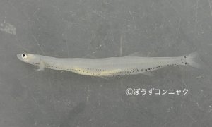 イシカワシラウオのサムネイル写真