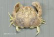 ソデカラッパのサムネイル写真