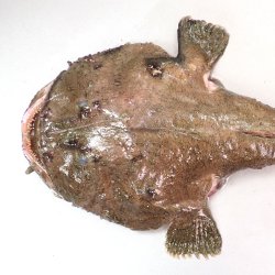 アンコウ (クツアンコウ) | 市場魚貝類図鑑