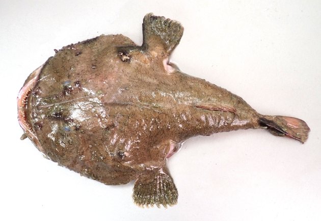 アンコウ (クツアンコウ) | 市場魚貝類図鑑