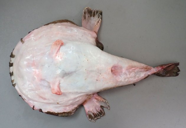 アンコウ (クツアンコウ) | 市場魚貝類図鑑