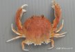 ソデナシカラッパのサムネイル写真