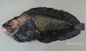 イサゴビクニンのサムネイル写真