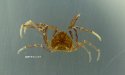 ヒメソバガラガニのサムネイル写真