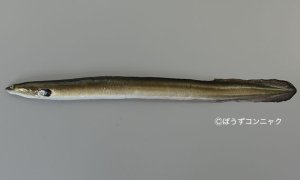 ヨーロッパウナギのサムネイル写真