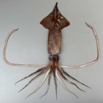 カギイカのサムネイル写真