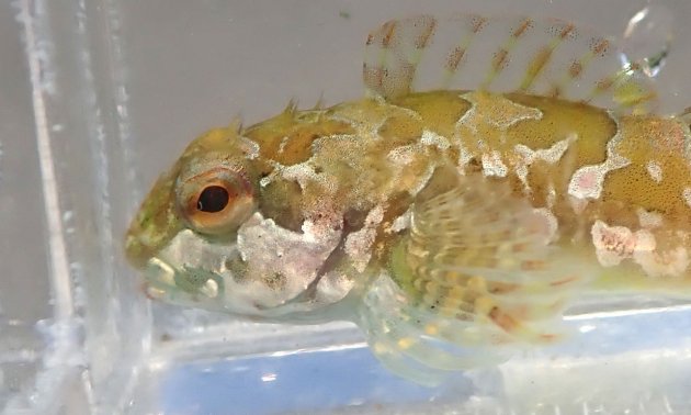 10cm SL 前後になる。頭部が上から見ると丸みがあり、眼後頭部に3対の総状皮弁がある。側線前方に皮弁がある。