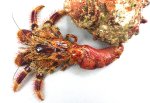 ホンドオニヤドカリのサムネイル写真