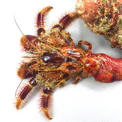 オニヤドカリ属について＆生物一覧 | 市場魚貝類図鑑