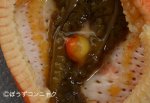 アカヒトデヤドリニナのサムネイル写真