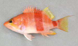 アズマハナダイのサムネイル写真