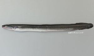 ビカーラウナギのサムネイル写真