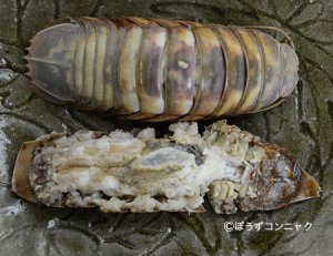 茹でオオグソクムシ