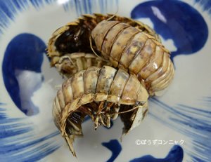揚げオオグソクムシ