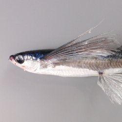 トビウオ | 市場魚貝類図鑑