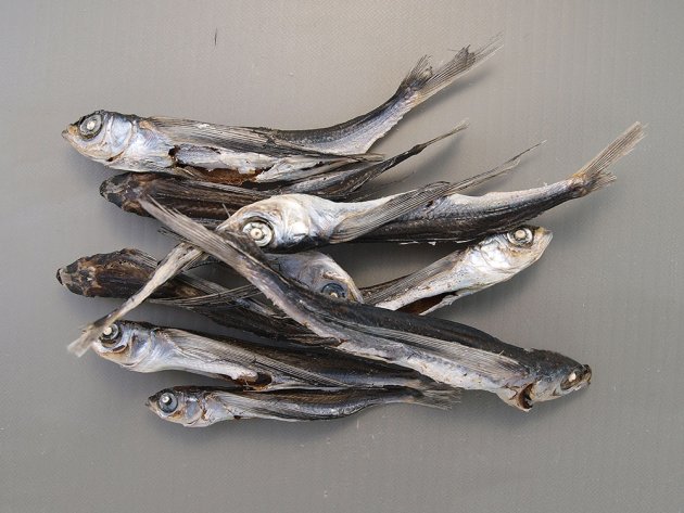 ホソトビウオの煮干し