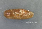 イシマテガイのサムネイル写真