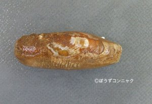 イシマテガイのサムネイル写真