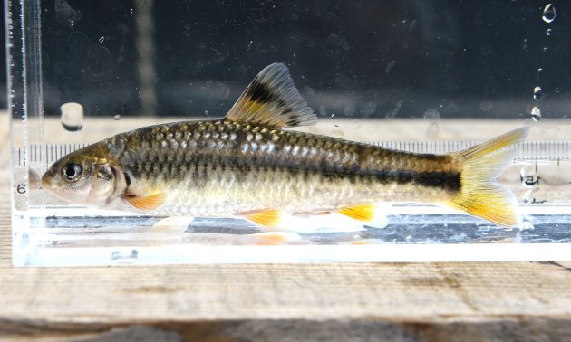 カワヒガイの形態写真