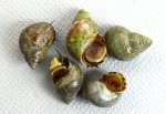 マルウズラタマキビのサムネイル写真