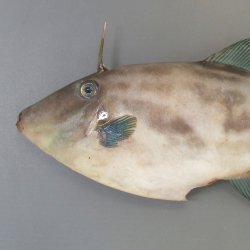 ウマヅラハギ | 魚類 | 市場魚貝類図鑑