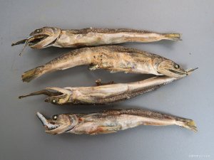 マエソの煮干し
