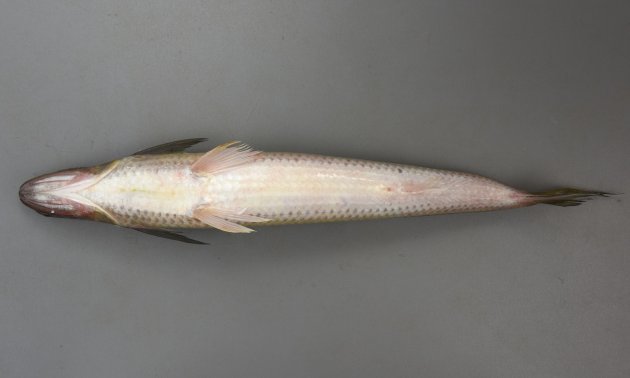 50cm SL 以上になる。丸い鱗がざらざらして全体に茶色、断面は四角形に近く細長い。口が大きく非常に歯が鋭い。頭部は一見蛇を思わせる。胸鰭は腹鰭先端に届く。背鰭と尾鰭の間に脂鰭がある。背鰭と尾鰭の間に脂鰭がある。尾鰭下縁は白い。