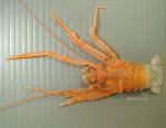 ヒゲナガチュウコシオリエビのサムネイル写真