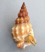トクサバイのサムネイル写真