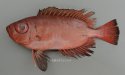 アカネキントキのサムネイル写真