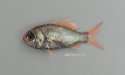 ハリダシエビスのサムネイル写真
