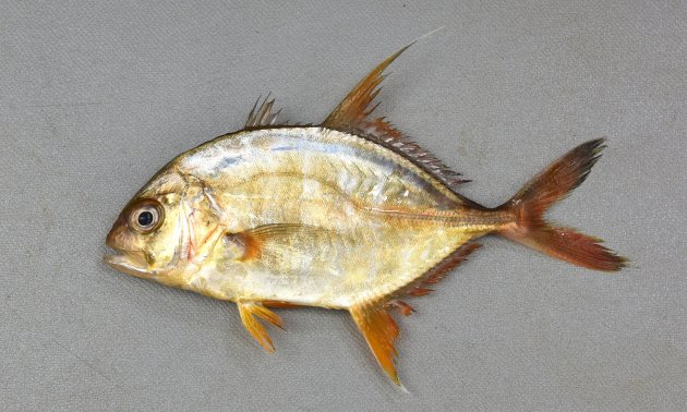 42cm SL 前後になる。横から見ると猫の目形から徐々に体高が体長に比べて低くなる（細長くなる）。背鰭の先が糸状に長く伸びるが、臀鰭も長いが糸状にはならない。側線直線部分は側線前方曲線部分よりも長く、直線部分全体にわたって稜鱗は発達している。背鰭軟条数は20-22、背鰭（しり）軟条基底部分に目立った斑紋はない。遊離臀鰭棘は露出していて可動。［12cm SL ・46g］