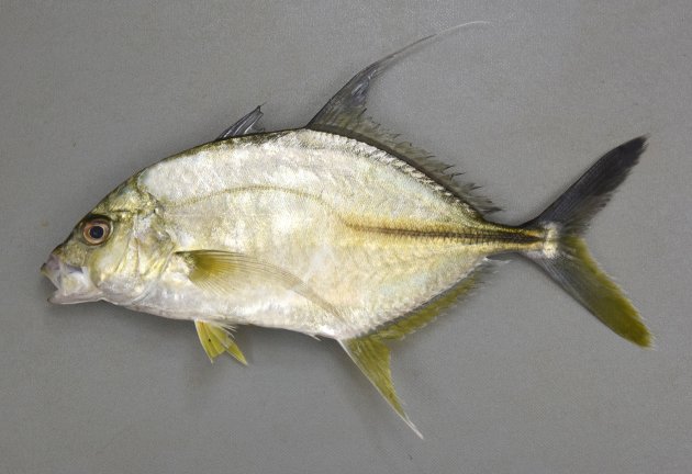 42cm SL 前後になる。横から見ると猫の目形から徐々に体高が体長に比べて低くなる（細長くなる）。背鰭の先が糸状に長く伸びるが、臀鰭も長いが糸状にはならない。側線直線部分は側線前方曲線部分よりも長く、直線部分全体にわたって稜鱗は発達している。背鰭軟条数は20-22、背鰭軟条基底部分に目立った斑紋はない。遊離臀鰭（しり）棘は露出していて可動。［22.5cm・271g］