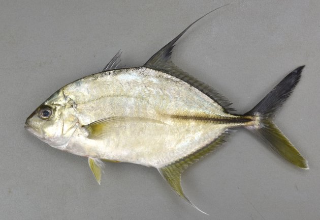 42cm SL 前後になる。横から見ると猫の目形から徐々に体高が体長に比べて低くなる（細長くなる）。背鰭の先が糸状に長く伸びるが、臀鰭も長いが糸状にはならない。側線直線部分は側線前方曲線部分よりも長く、直線部分全体にわたって稜鱗は発達している。背鰭軟条数は20-22、背鰭軟条基底部分に目立った斑紋はない。遊離臀鰭（しり）棘は露出していて可動。［25cm・367g］