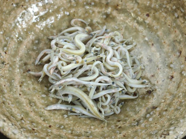 イカナゴの釜揚げ