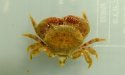 イボテガニのサムネイル写真