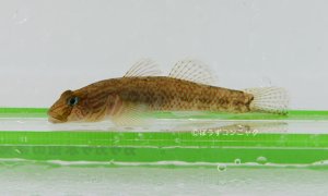 シマヨシノボリのサムネイル写真