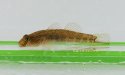 シマヨシノボリのサムネイル写真