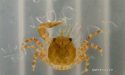 アジアアカハラのサムネイル写真